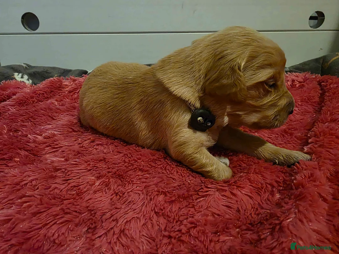 Golden Retriever dogs for sale: KC Golden Retriever puppies for sale - Advert 6