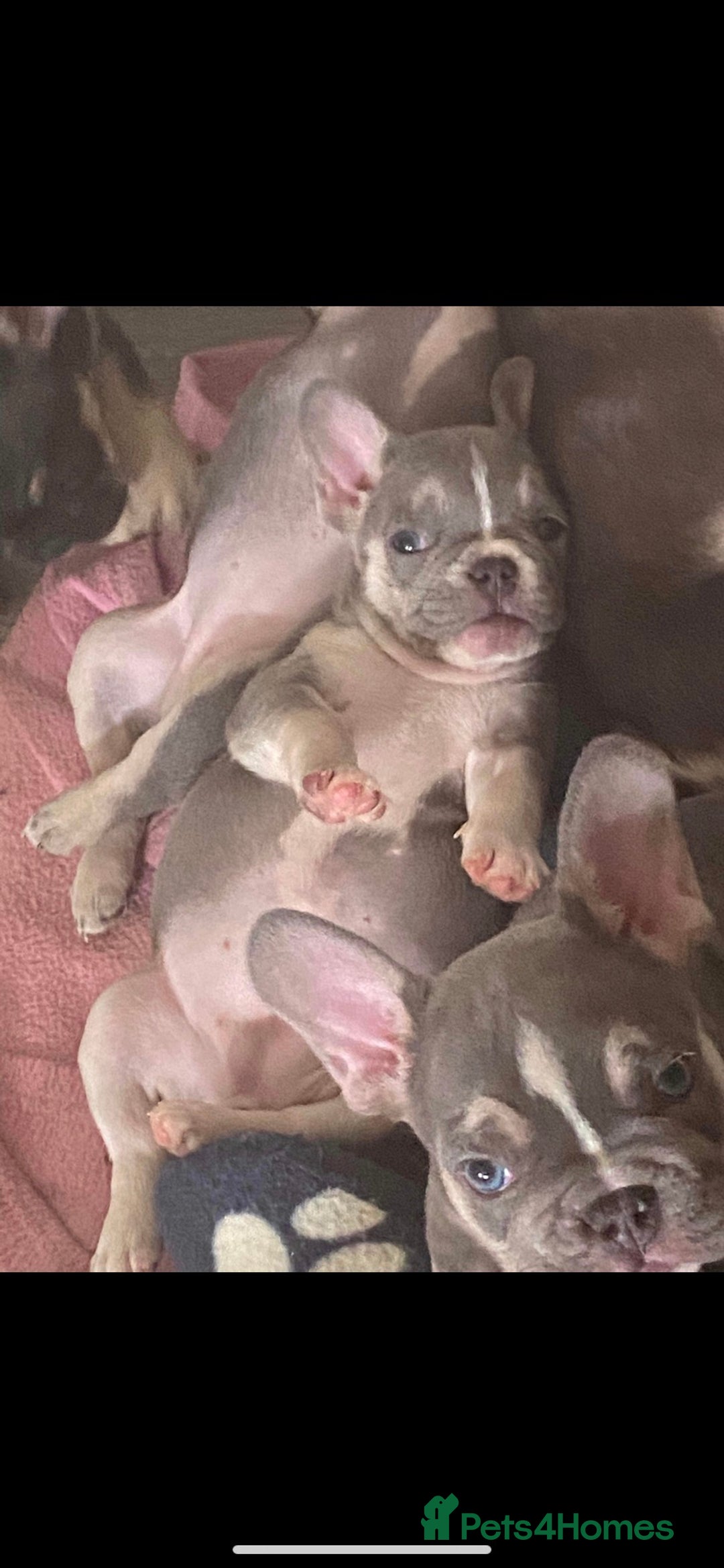 French Bulldog dogs for stud: Kc reg rare markings in Peterborough - Advert 23