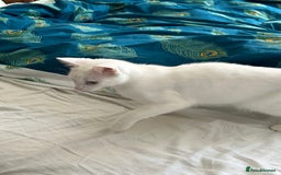 British Shorthair cats for sale: 2 beautiful kittens. Indoor only. Ideal go 2gether - Image 16