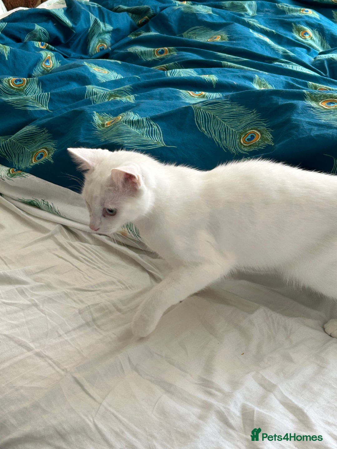 British Shorthair cats for sale: 2 beautiful kittens. Indoor only. Ideal go 2gether - Image 16