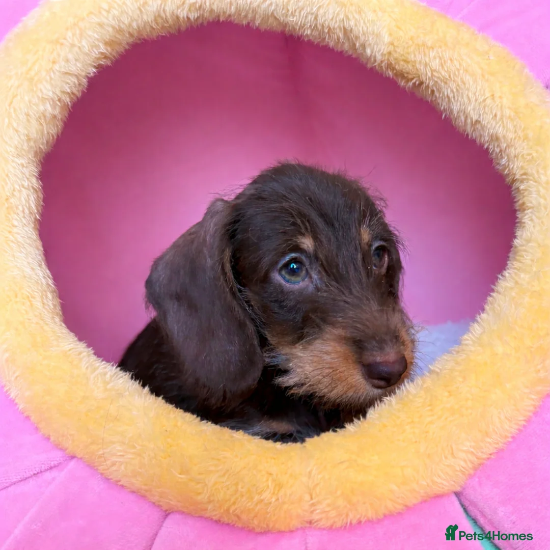 Miniature Dachshund dogs for sale: 3 gorgeous mini wirehaired Dachshunds.  - Advert 2