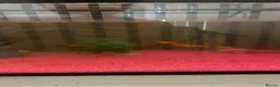 Platies fish for sale: Fish and fish tank for sale in Addlestone - Advert 2