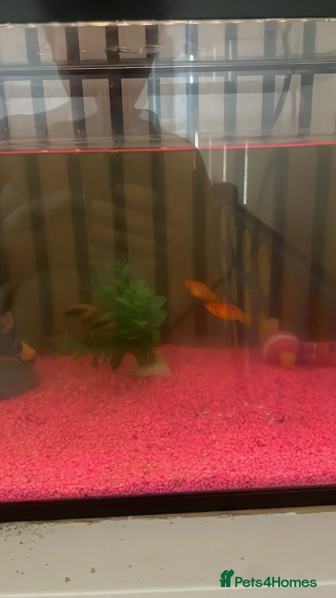 Platies fish for sale: Fish and fish tank for sale in Addlestone - Advert 2