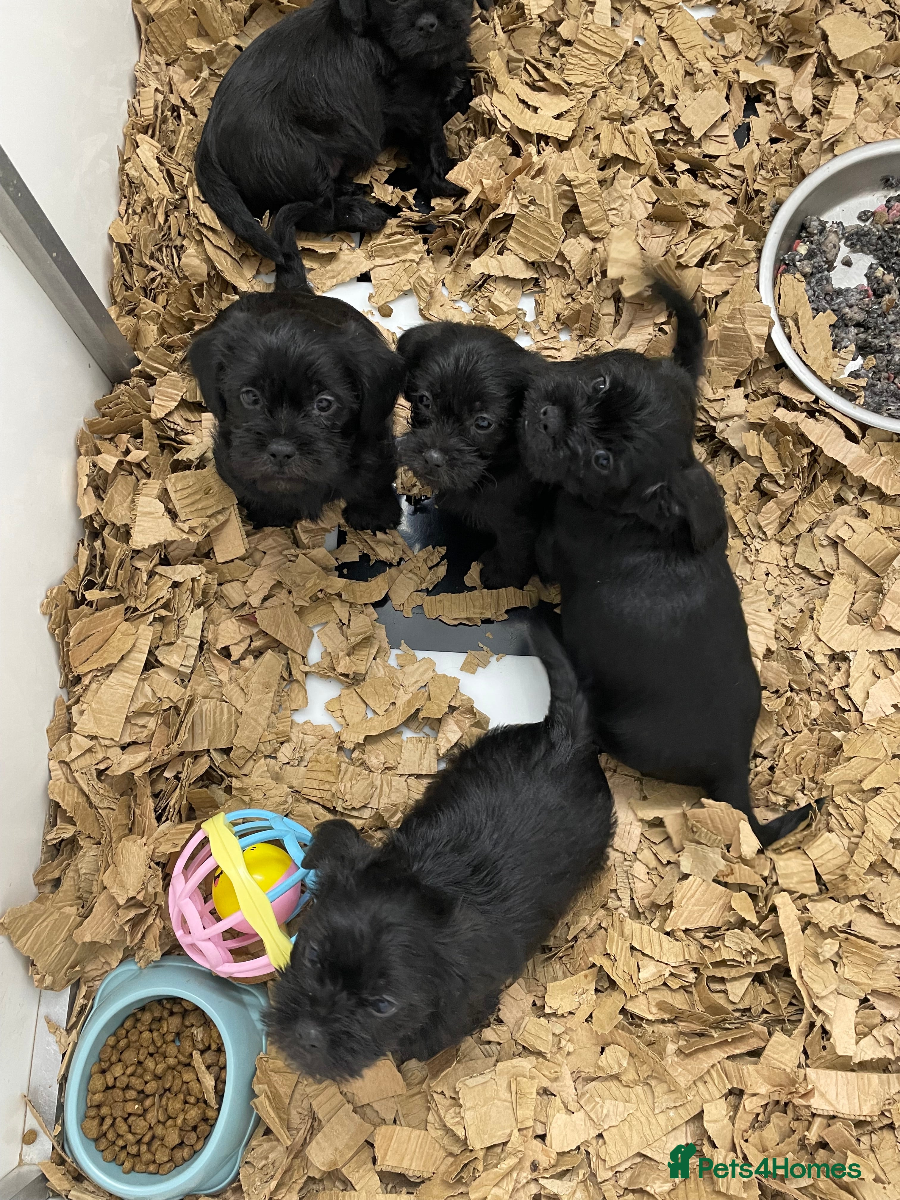 Mixed Breed dogs Shihtzu x mini wire daxi adorable  - Advert 5