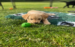 Labrador Retriever dogs for sale: Yellow and black Labrador puppies in Whitchurch - Image 4