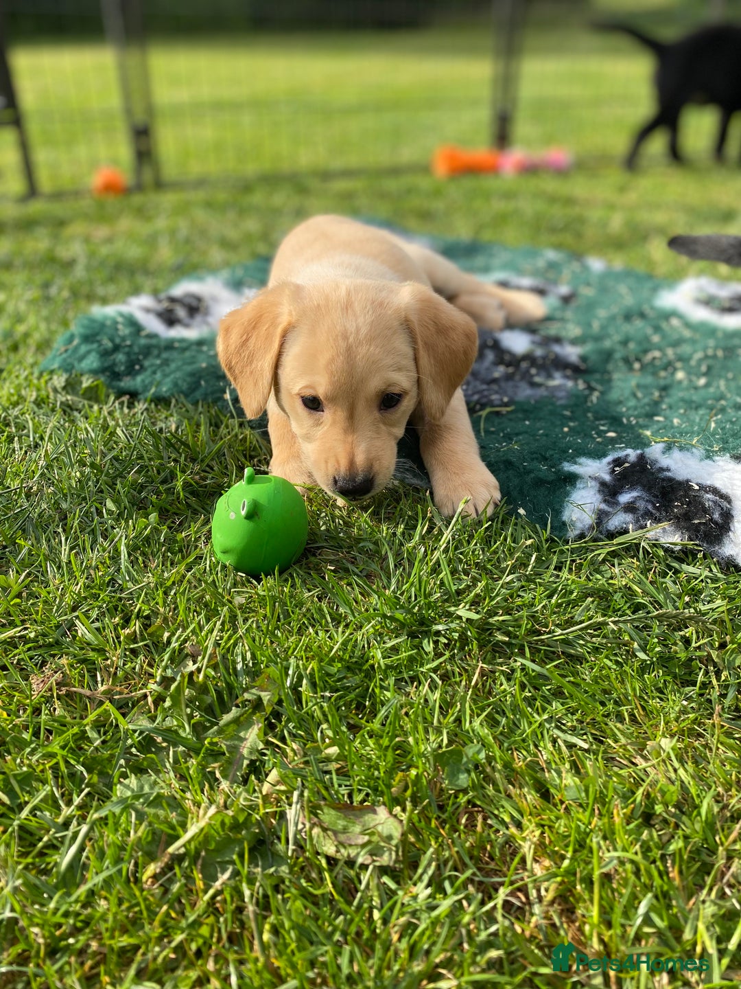 Labrador Retriever dogs for sale: Yellow and black Labrador puppies in Whitchurch - Image 4