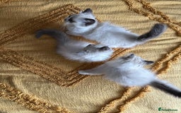 Ragdoll cats for sale:  Charming and fluffy Female Ragdoll Kittens - Image 11