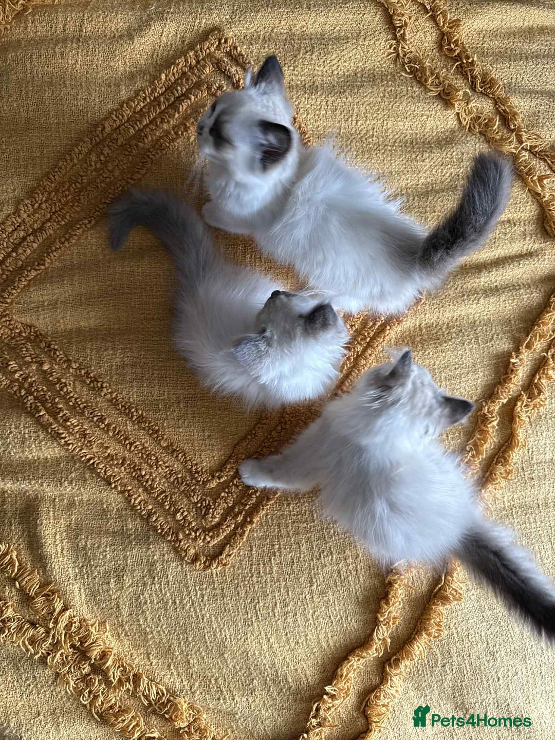 Ragdoll cats for sale:  Charming and fluffy Female Ragdoll Kittens - Image 11