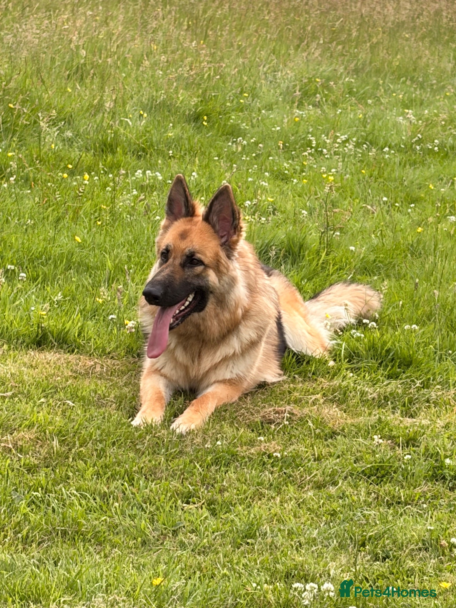 German Shepherd dogs German Shepherd (girl) - Advert 3