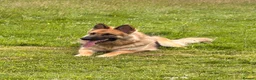 German Shepherd dogs for sale: German Shepherd (girl) - Advert 1