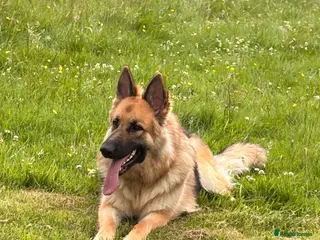 German Shepherd dogs German Shepherd (girl) - Advert 1