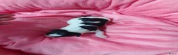 Jack Russell dogs for sale: Marzena Pawel .S./Jack Russell  - Advert 6