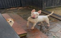 English Bull Terrier dogs for sale: Beaverden Kid Galahad aka Elvis - Image 4