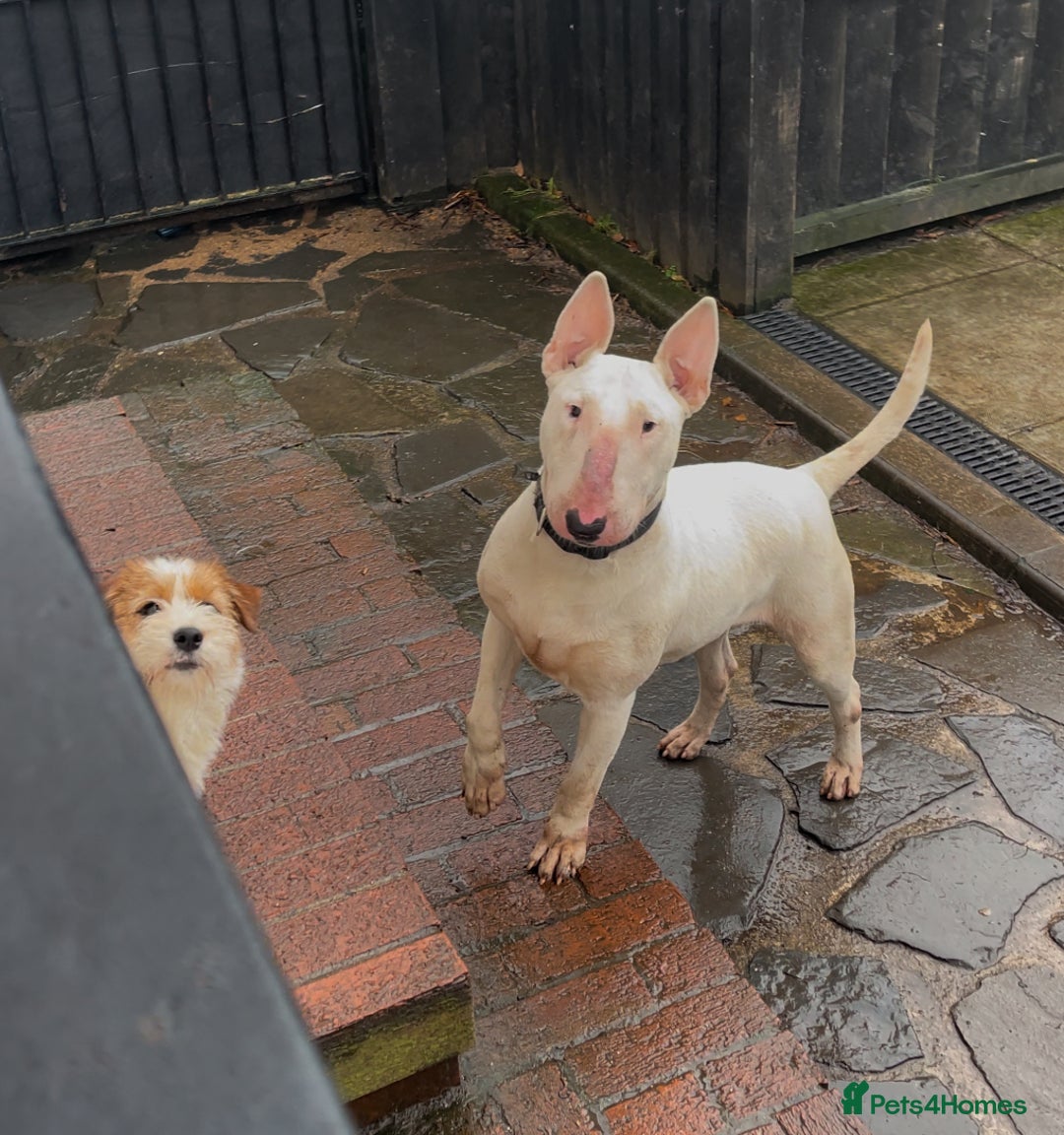 English Bull Terrier dogs for sale: Beaverden Kid Galahad aka Elvis - Image 4