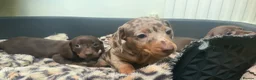 Miniature Dachshund dogs for sale: Funny happy miniature dachshund puppies - Advert 26