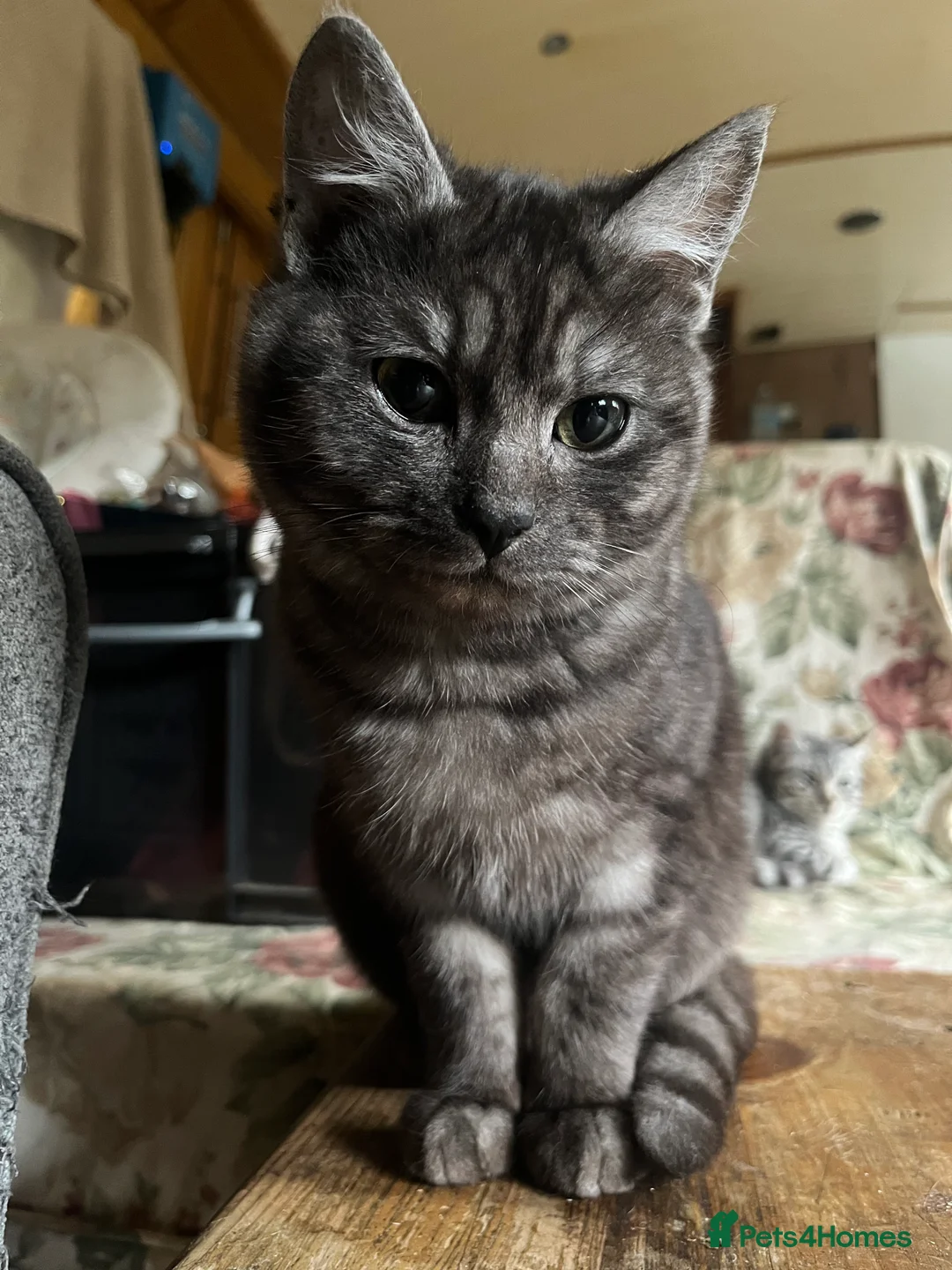 Bengal cats for sale: Bengal kittens  - Advert 17