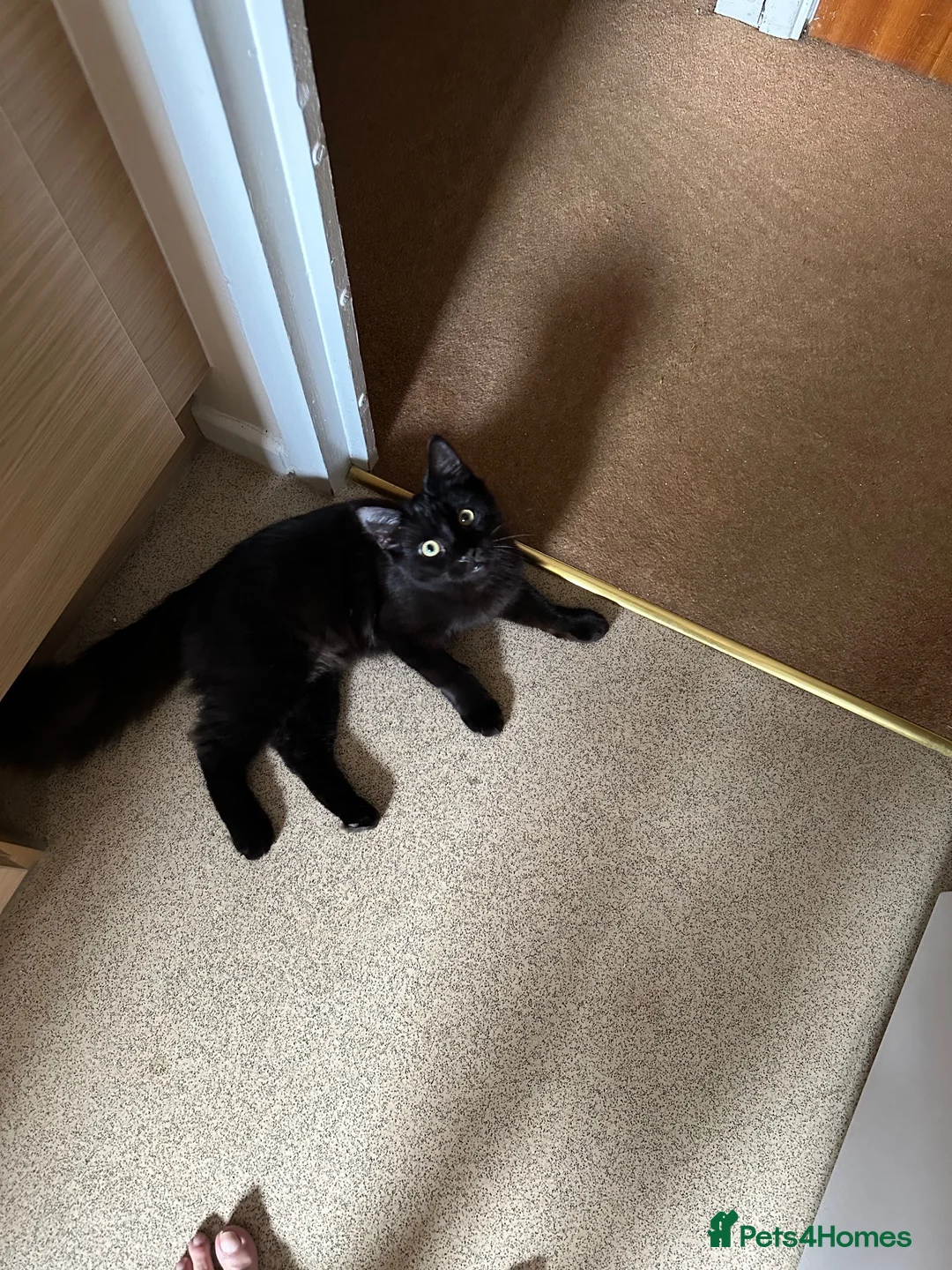 Mixed Breed cats for sale: Lovely kitten for sale. in Farnborough - Advert 1