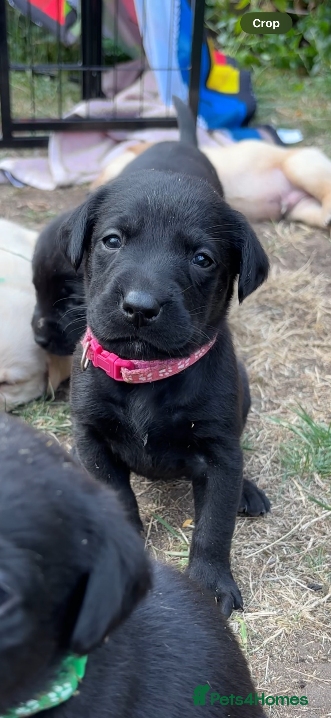 Labrador Retriever dogs for sale: 9 Beautiful Labrador Puppies For Sale  - Image 10