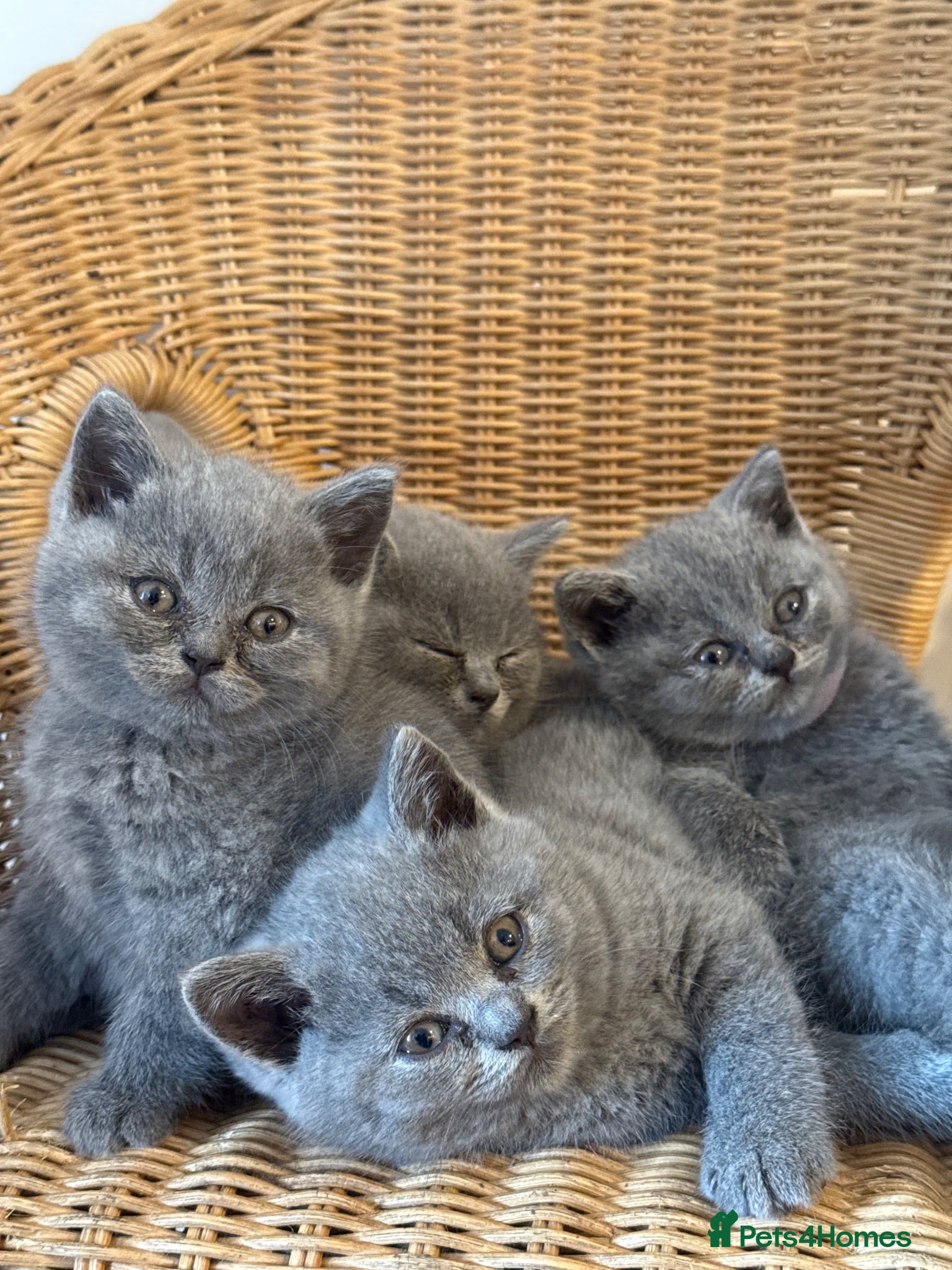 British Shorthair cats British short hair grey / blue kittens  - Advert 1