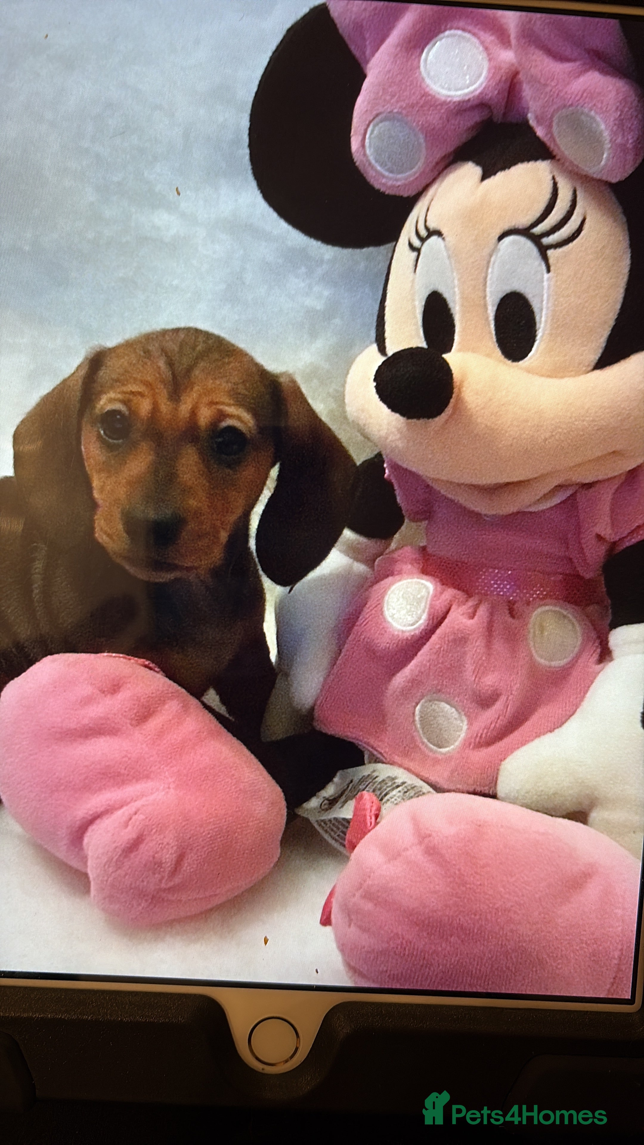 Miniature Dachshund dogs Stunning shaded red girl KC reg  - Advert 13