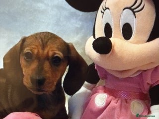 Miniature Dachshund dogs Stunning shaded red girl KC reg - Advert 13