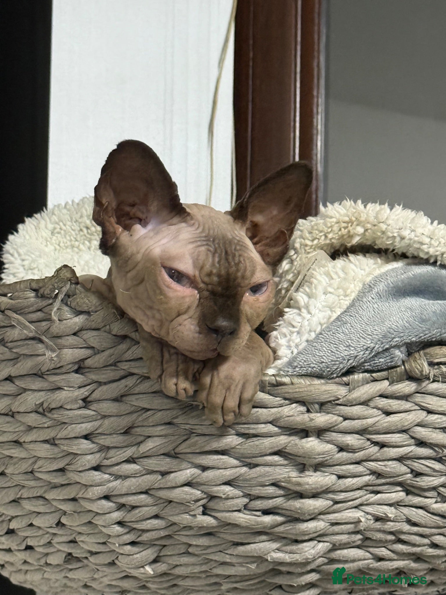 Sphynx cats Gia - Sphynx - please read add !  - Advert 2