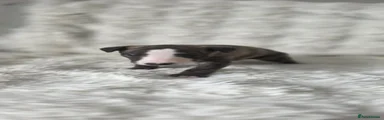 Whippet 6