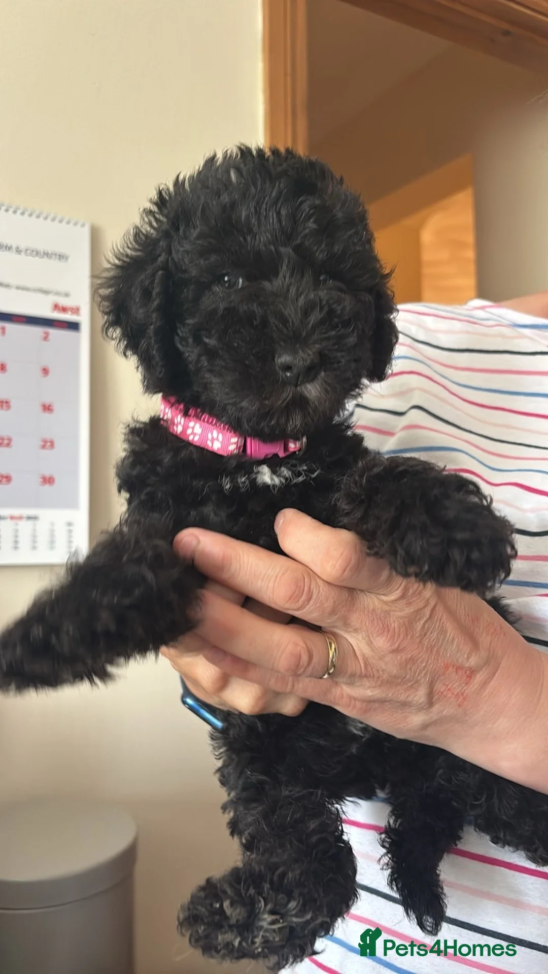 Bedlington Terrier dogs for sale: Loving home needed for Maisie in Great Yarmouth - Advert 2