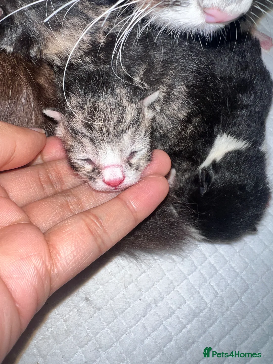Mixed Breed cats for sale: Ragdoll X kittens - Advert 2