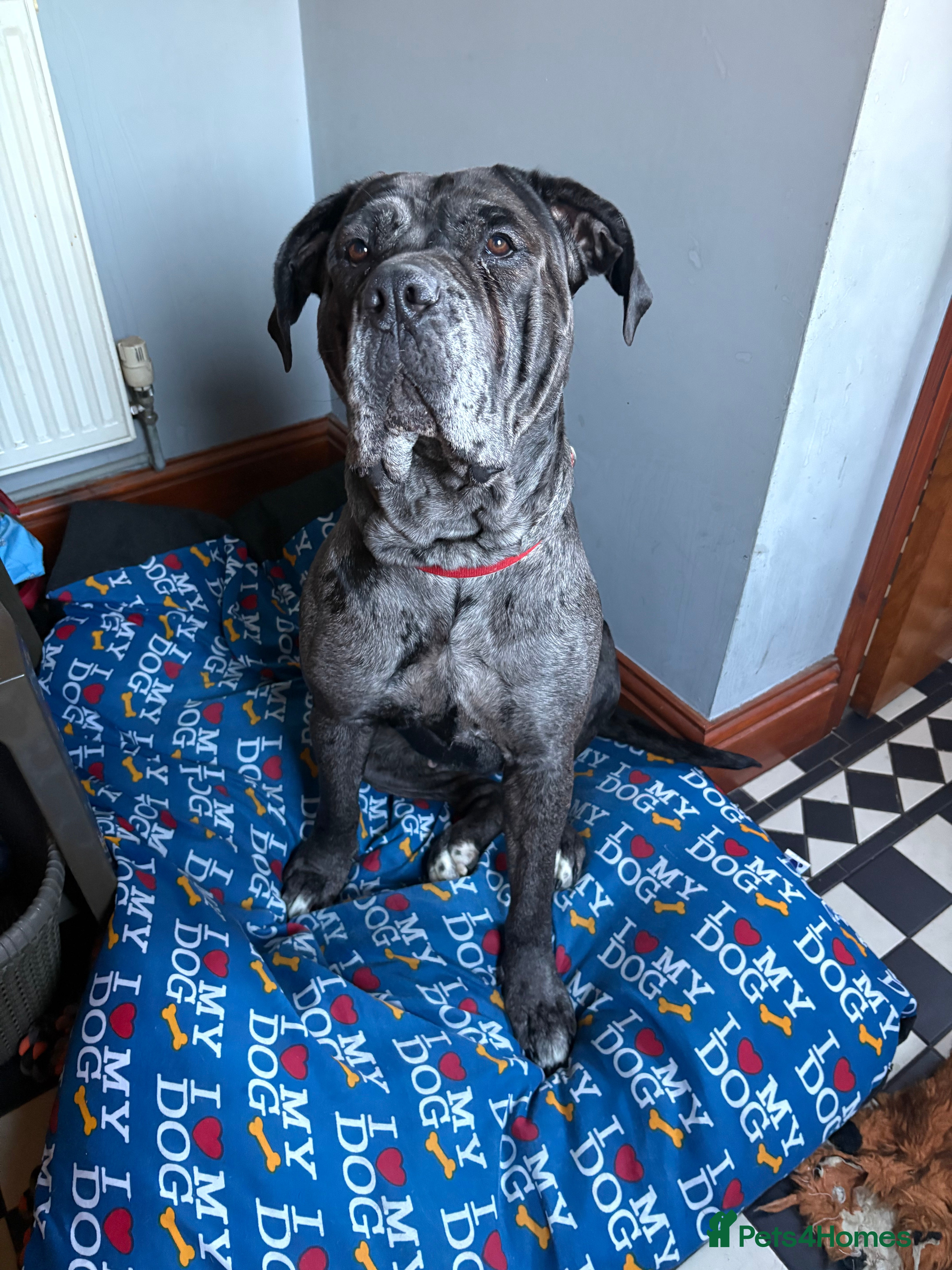 Cane Corso dogs Cane corso for sale - Advert 1