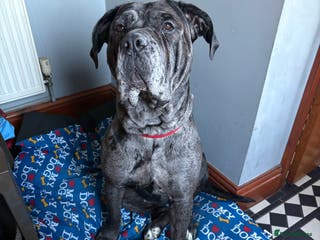 Cane Corso dogs Cane corso for sale - Advert 2