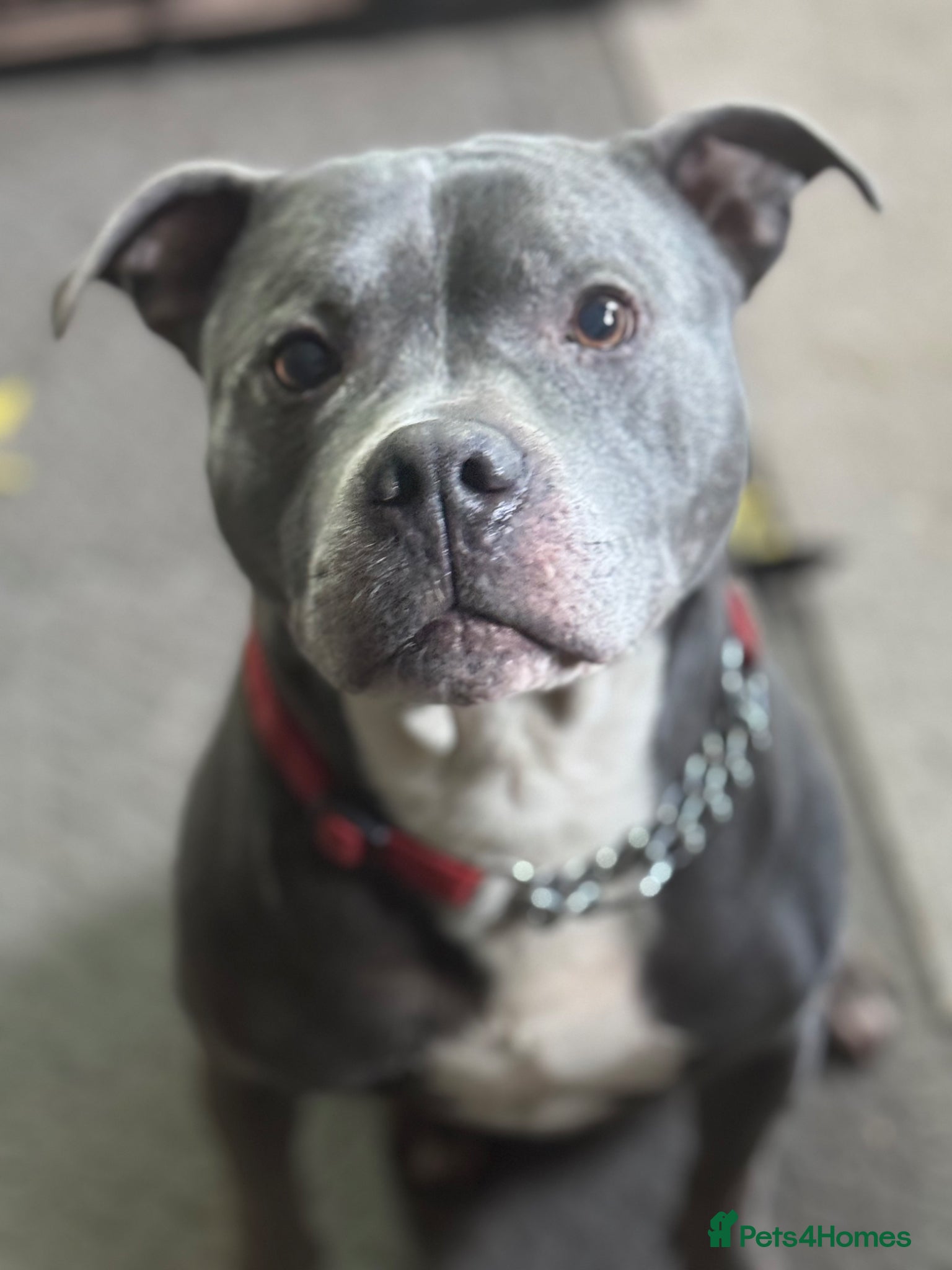 American Bull Staffy dogs Urgent rehome needed  - Advert 15