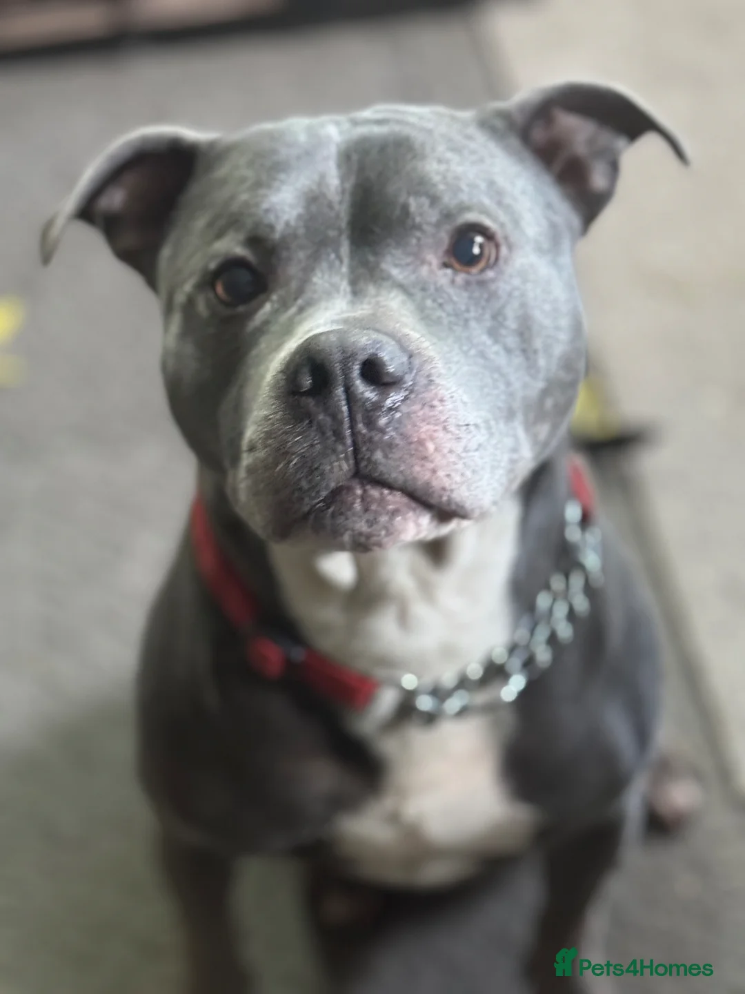 American Bull Staffy dogs for sale: Urgent rehome needed  in Hull - Advert 1