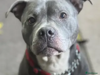 American Bull Staffy dogs Urgent rehome needed - Advert 6