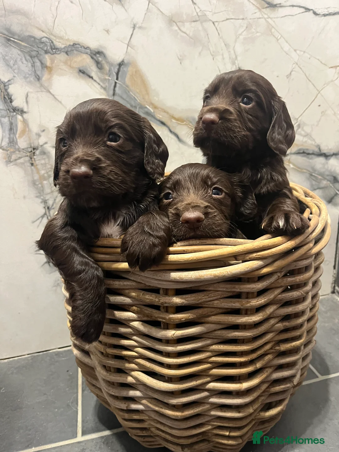 Sprocker dogs for sale: 7 Sprocker Puppies  - Advert 10