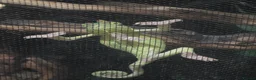 Chameleon reptiles for sale: Dutch the chameleon  - Advert 3