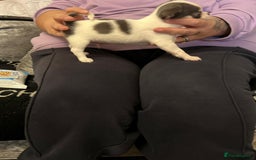 Chihuahua dogs for sale: Show potential smooth coat Chihuahuas  - Image 7