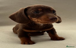 Miniature Dachshund dogs for sale: Gorgeous rainbow litter of miniature dachshund’  - Image 6