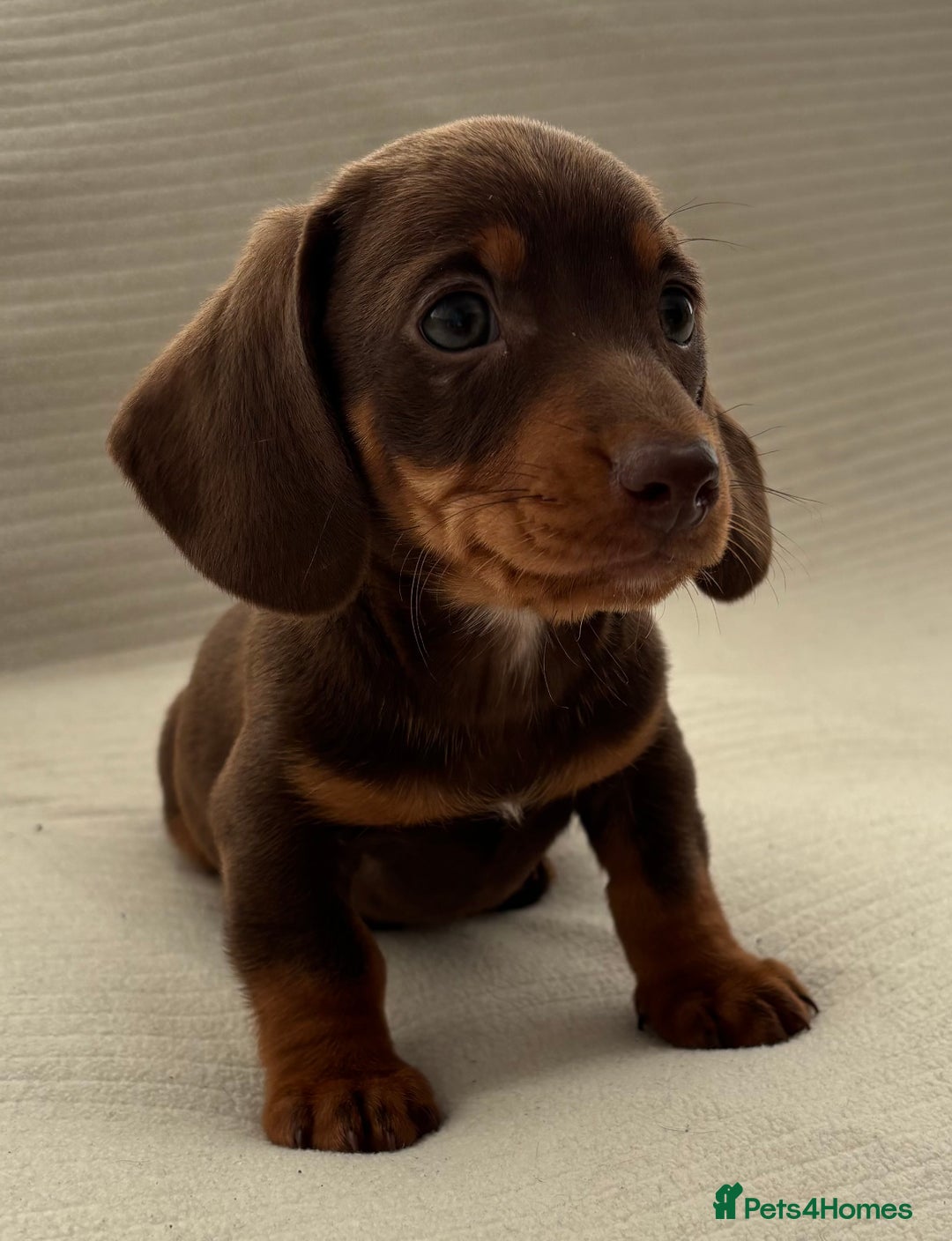 Miniature Dachshund dogs for sale: Gorgeous rainbow litter of miniature dachshund’  - Image 6