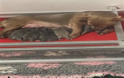 Jack Russell dogs for sale: Jack Russell puppies miniature - Advert 6