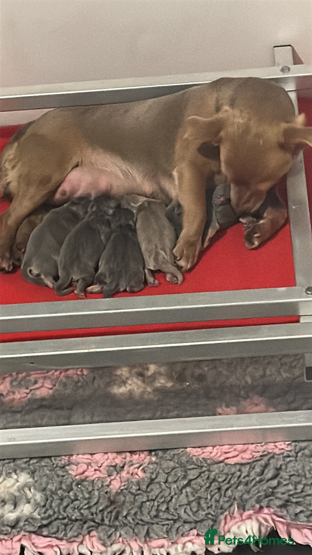 Jack Russell dogs for sale: Jack Russell puppies miniature - Advert 6