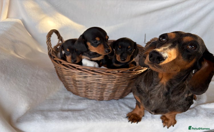 Miniature Dachshund dogs - Advert 3