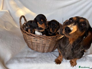 Miniature Dachshund dogs - Advert 1