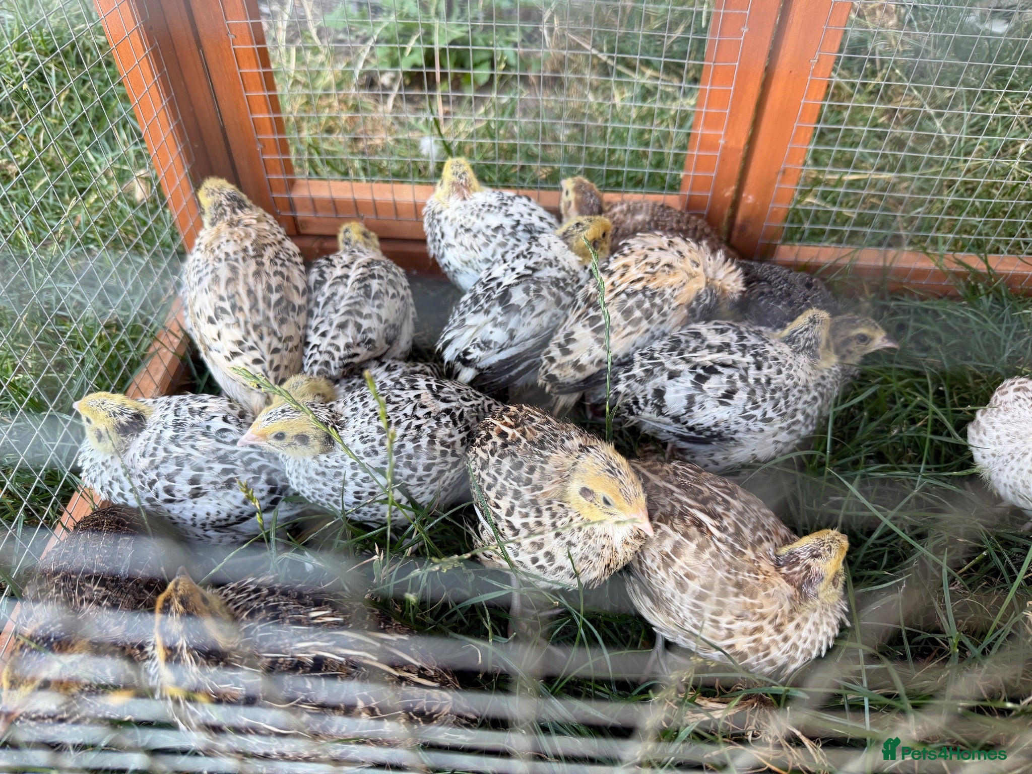 Quail poultry Coturnix quail straight run all have fee gene - Advert 1