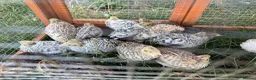 Quail poultry for sale: Coturnix quail straight run all have fee gene - Advert 1