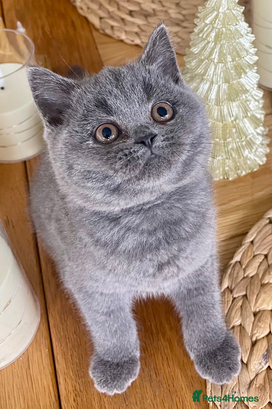 British Shorthair cats for sale: Gorgeous Blue and Lilac British shorthairs - Advert 12