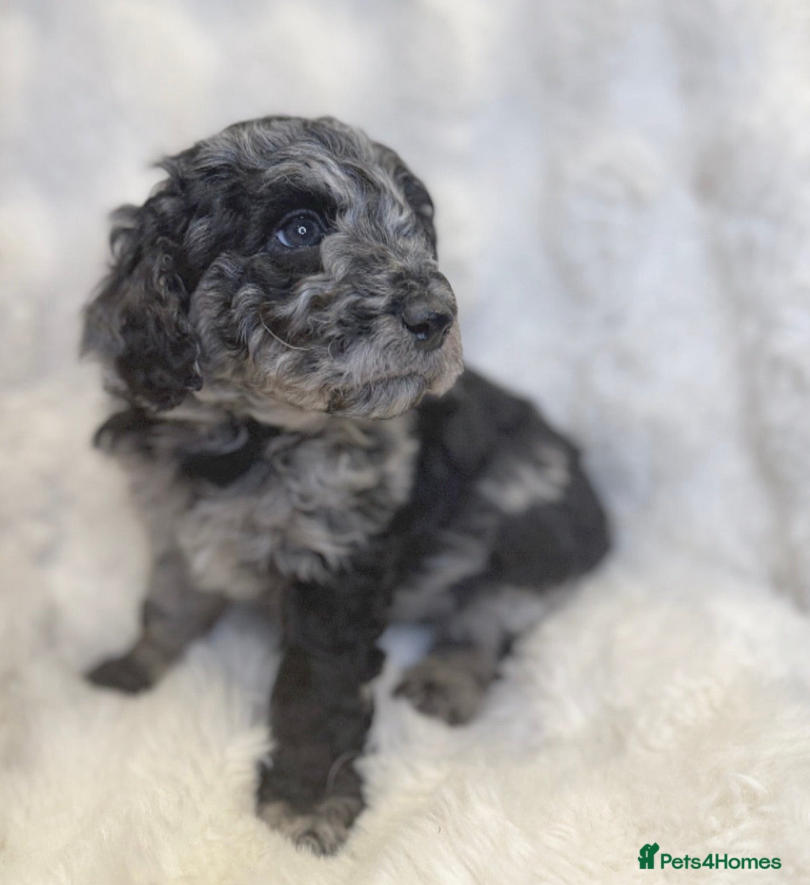 Labradoodle dogs Stunning merle miniature F1b Labradoodle puppies  - Advert 12