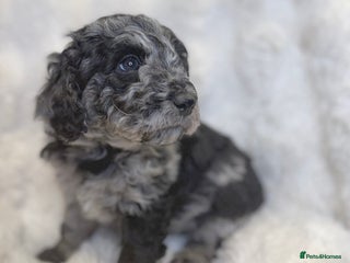 Labradoodle dogs Stunning merle F1b Labradoodle puppies - Advert 1