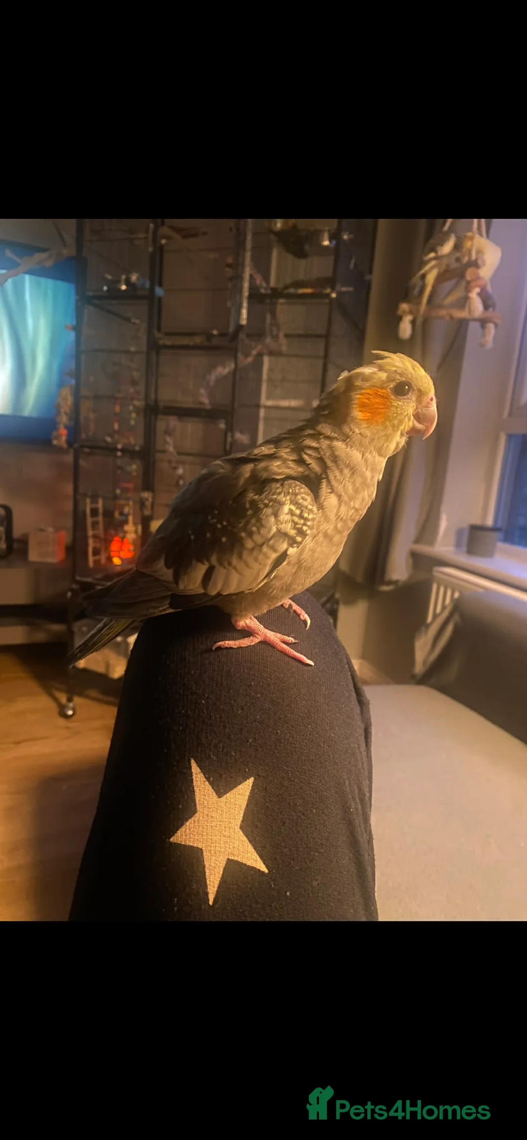 Cockatiels birds for sale: Semi Hand-Raised Baby Cockatiel - Advert 2