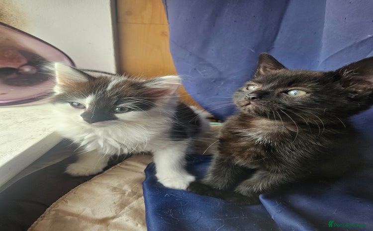 Mixed Breed cats - Advert 2